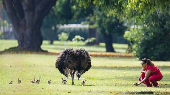 Ela alimentou as aves com folhas de couve, que fazem parte da dieta de vegetais e ração dada aos animais