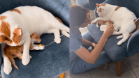 Gatinho hospitalizado é “adotado” por outro gato e momento viraliza; veja vídeo