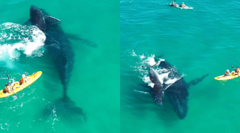 Baleia mãe e seu filhote interagiram com canoístas e o vídeo impressionou nas redes sociais