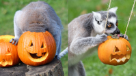 Vídeo: animais ganham festa de Halloween em zoológico no Reino Unido