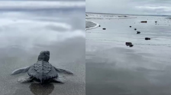 Vídeo mostra animais recém-nascidos caminharam em direção ao Oceano Pacífico