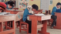 Aluno comove e professora autoriza a presença de cachorrinha na sala de aula