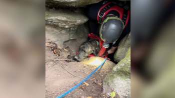 Resgate do pet teve que ser adiado temporariamente e equipe de salvamento montou um sistema de câmeras para observar a saída do urso da caverna