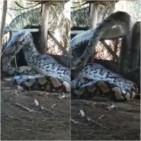 Cobra gigante que viralizou em vídeo pode ser real, mas não é encontrada no Brasil