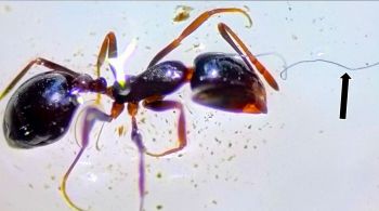 Pesquisadores coletaram 113 formigas em uma ilha na Espanha; destas, duas estavam presas a fibras sintéticas