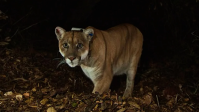 Como um puma levou à criação do maior viaduto para vida selvagem do mundo