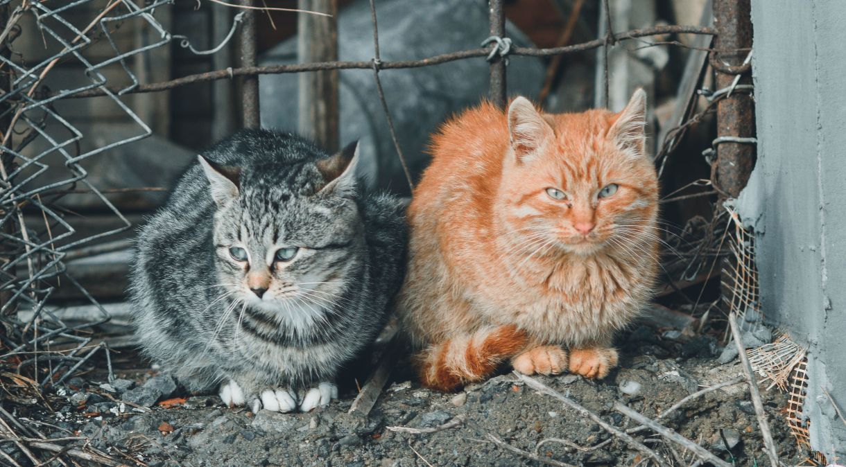 Cada quilo de gato poderia ser vendido por R$ 20, ao enganar os compradores