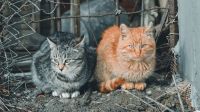 Mil gatos são resgatados na China antes de serem abatidos e vendidos como carne de porco e carneiro