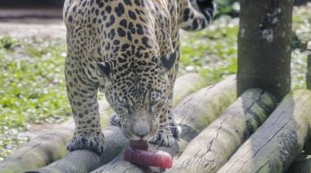 Com os dias quentes, profissionas ajudam os bichos a terem conforto térmico 