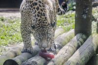 Banho de mangueira, frutas e até picolé são alternativas para refrescar os animas no Zoo de SP