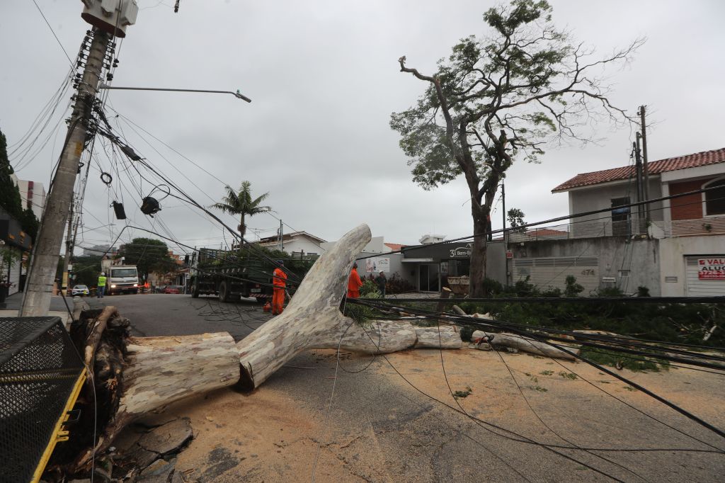 Árvore caída na rua após temporal em São Paulo