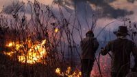 MT e MS somam quase 4 mil focos de incêndio em novembro; Pantanal é afetado