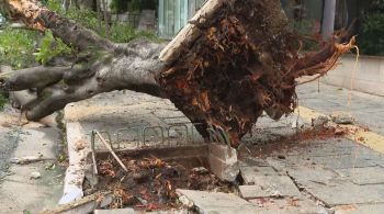 Árvores não tratadas caem sobre a rede elétrica, causam danos ao fornecimento e deixam a população sem energia