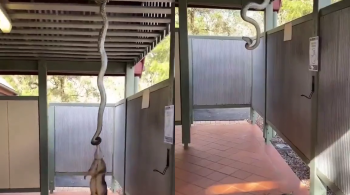 Comportamento da cobra após sua presa cair chamou a atenção dos internautas