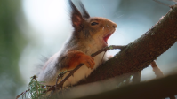 Fotógrafo encanta seguidores com vídeo de animais silvestres com sono; assista