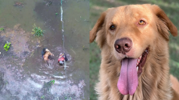 Max foi encontrado em uma área de mata e estava ilhado por causa do nível da água