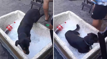 Excesso de calor pode causar hipertermia nos animais e até mesmo levar à morte