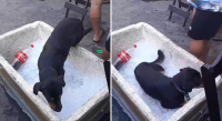 Cachorro entra em isopor com gelo para driblar calor extremo no Rio; veja