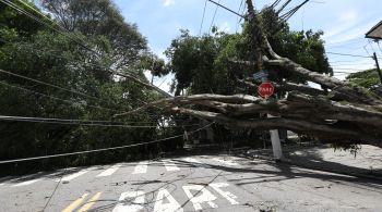 Durante o temporal desta quarta (15), mais de 120 árvores caíram na Grande São Paulo em cerca de seis horas