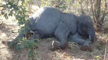 35 mortes foram registradas no Zimbabué e 350 em Botsuana, todas no ano de 2020; infecção por bactéria Bisgaard taxon 45 é apontada como principal causa em estudo