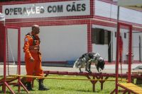 Cães dos bombeiros passam por treinamento para operações de resgate; veja