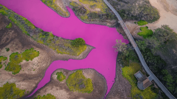 Tipo de bactéria de cores vivas prospera em águas muito salgadas; a ilha de Maui, nos EUA, passa por uma severa seca 