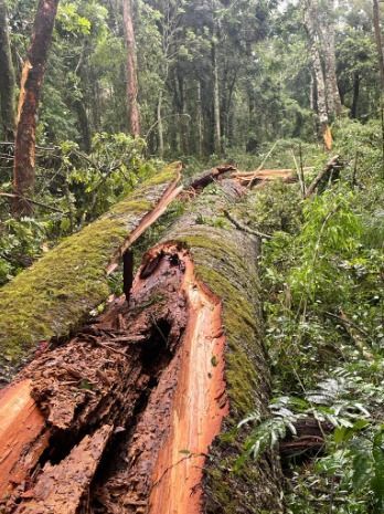 Maior araucária do Paraná caiu após ventania