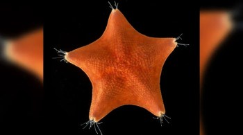 Novas pesquisas genéticas sugerem que as estrelas-do-mar são cabeças sem torsos ou caudas, que teriam perdido essas características evolutivamente ao longo do tempo
