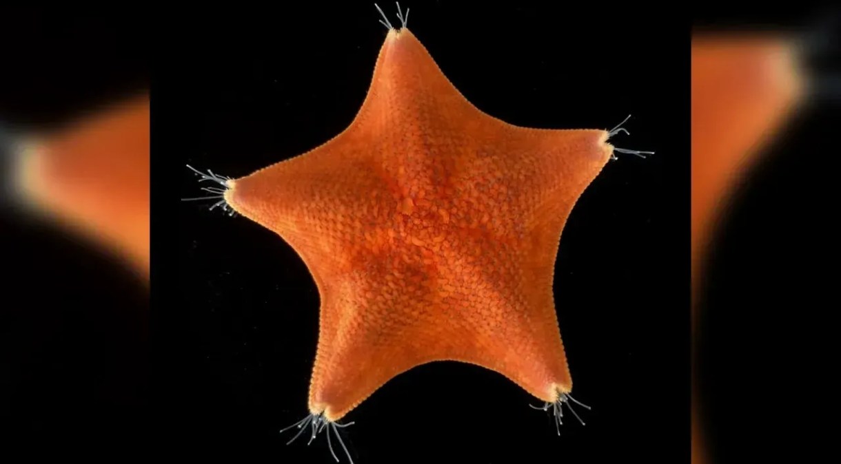 O plano corporal da estrela-do-mar é em grande parte uma cabeça sem cauda ou torso
