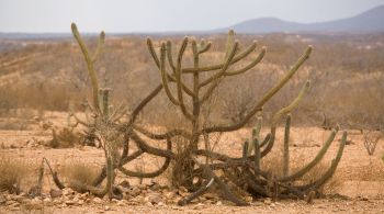 Pela primeira vez na história, desde que se iniciou o monitoramento climático no país, o Brasil apresenta regiões com clima árido no norte da Bahia