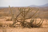 Estudo revela surgimento de área similar a deserto no Brasil