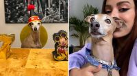 Plínio, cachorrinho de Anitta, ganha festa temática em aniversário de 7 anos