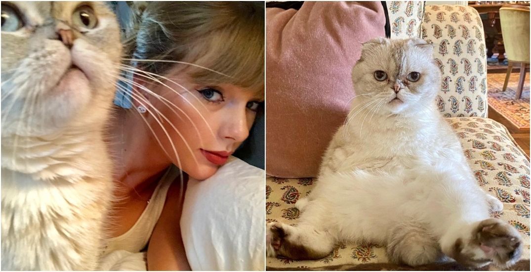 Taylor Swift e a gata Olivia