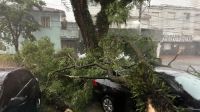 Chuva provoca queda de 120 árvores e desabamentos em São Paulo