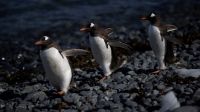 Cientistas alertam sobre risco de propagação de gripe aviária após casos em pinguins