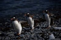 Gripe aviária é encontrada em pinguins perto da Antártida; 200 filhotes morrem