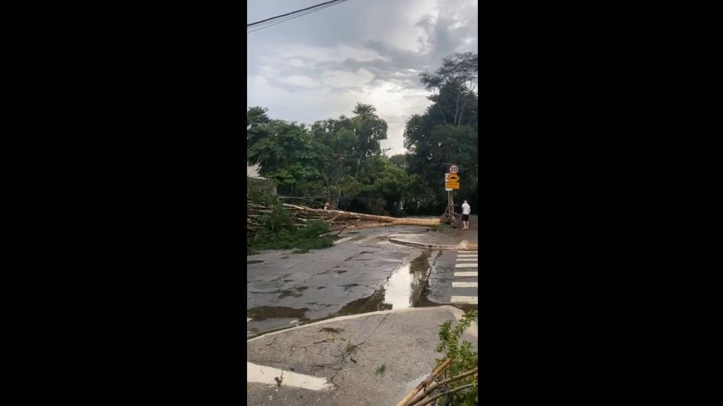 Árvore caída na região do Parque Ibirapuera, em São Paulo