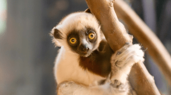 Com origem em Madagascar, a espécie corre grave risco de extinção 