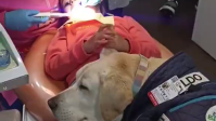 Vídeo: cachorro “assistente” de dentista ajuda a acalmar crianças em consultório