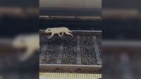 Cachorro invade trilhos e afeta circulação do Metrô em São Paulo