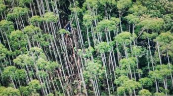 Aeronave que estava desaparecida desde o dia 31 foi encontrada em uma área de difícil acesso na mata