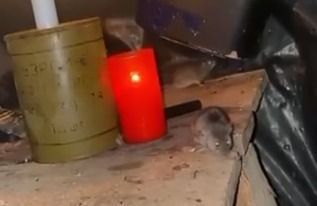 Soldados ucranianos encontram ratos se abrigando em seus pertences