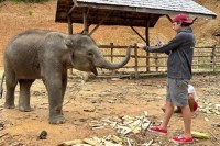 Elefante vítima de maus-tratos é resgatado e levado para santuário ecológico na Ásia