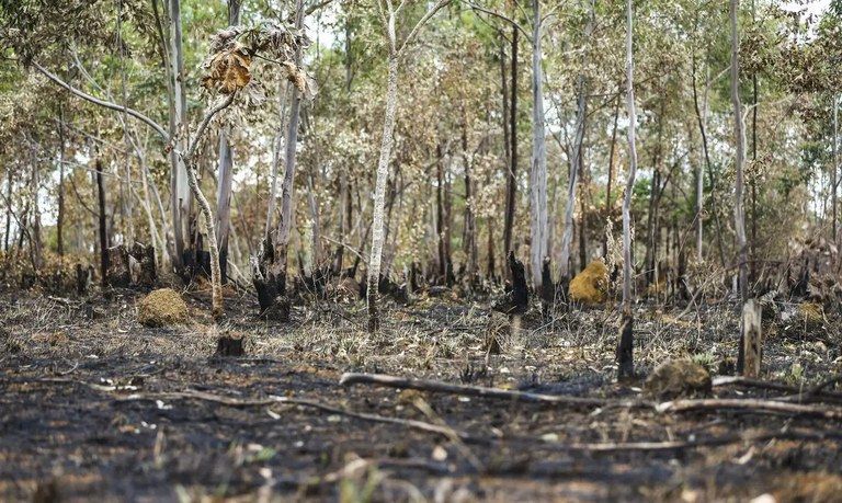 sob alerta de desmatamento na Amazônia caiu pela metade, na comparação com 2022, registrando assim o menor número desde 2018.