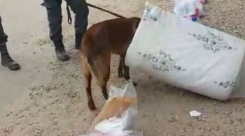 Droga seria entregue a um preso durante visita; cão policial fez a descoberta ao farejar a maconha