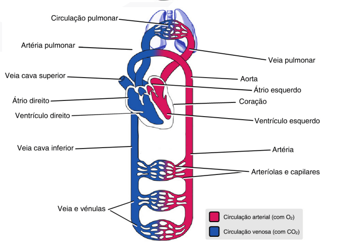 Circulação sanguínea