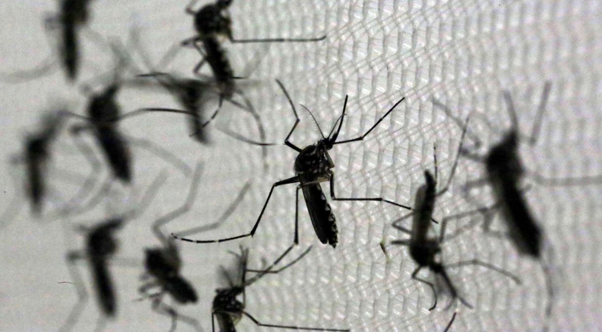Mosquitos Aedes aegypti no laboratório Oxitec em Campinas, São Paulo