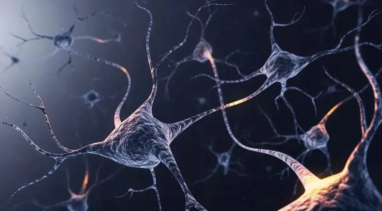 Estudo descobre mecanismo que pode estar envolvido na morte de neurônios no Alzheimer