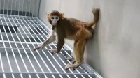 Cientistas chineses realizam primeira clonagem de macaco rhesus