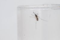 Estado do Rio de Janeiro mantém decreto de epidemia de dengue